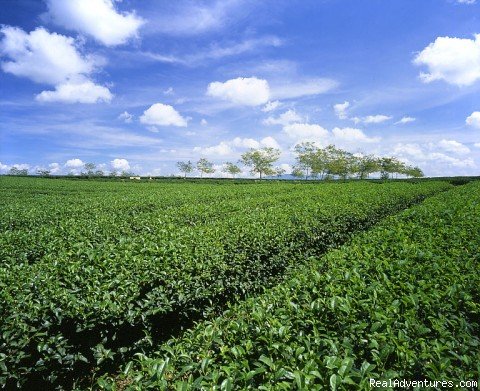 Mekong Delta Vietnam | Charming Vietnam | Image #12/26 | 