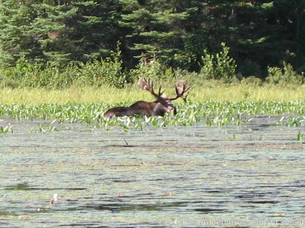 Algonquin Park Canoe Adventure Trips | Image #3/4 | 