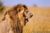 Book an African Safari in Kenya, East Africa | Nairobi, Kenya