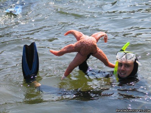 Snorkeling Treasure: Giant Pink Star | Sea Kayak Tours Desolation Sound, British Columbia | Image #7/25 | 