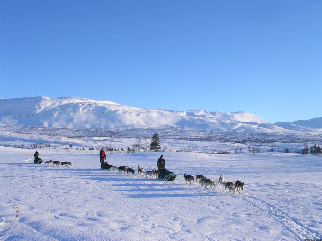 On the road | Dogsledding in remote nationalpark | Steinkjer, Norway | Dog Sledding | Image #1/8 | 