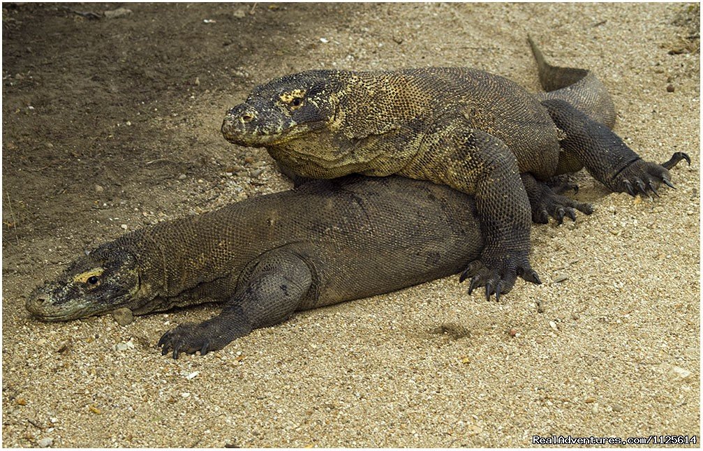 Enjoy watching bird and Komodo Dragona nd Diving | Image #13/21 | 