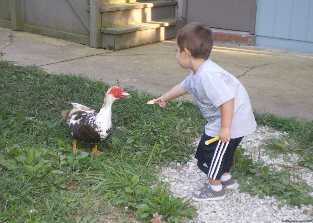 Friendly Critters | Jonesburg Gardens Campground | Image #7/26 | 