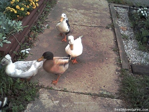 Ducks In A Row | Jonesburg Gardens Campground | Image #13/26 | 