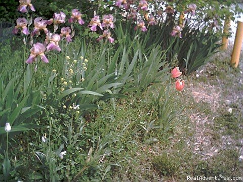 Bloomin Good Time | Jonesburg Gardens Campground | Image #18/26 | 