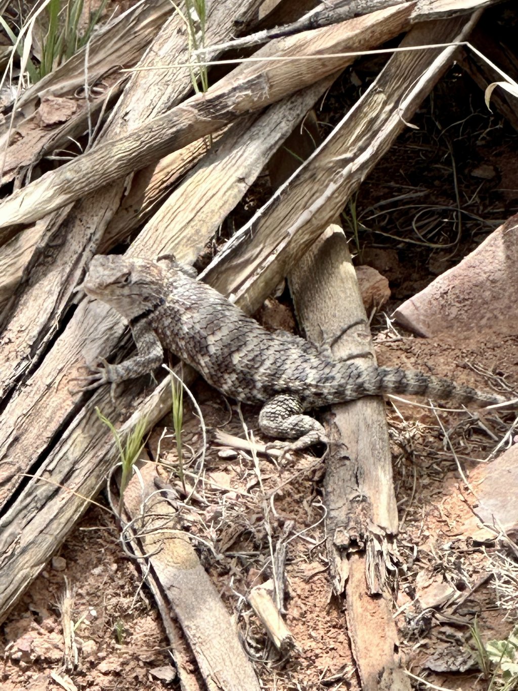 Small Group Grand Canyon Skywalk & Hoover Dam Tour | Image #12/14 | 