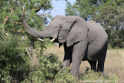 South African Wildlife