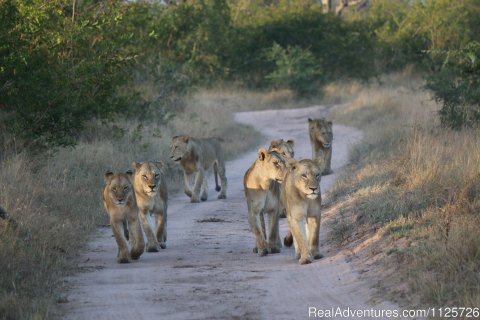 Pride of Lions