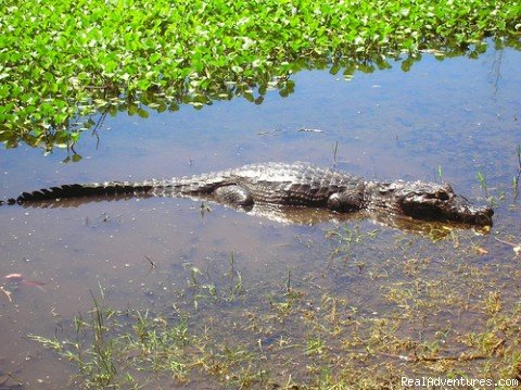 Bolivian Pantanal | Nature, adventure, wildflife! | Santa Cruz, Bolivia | Eco Tours | Image #1/3 | 