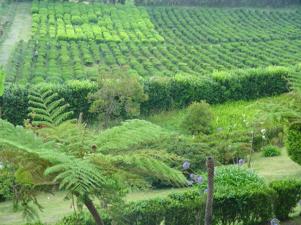 Tea Plantation Porto Formoso | Shore Excursions With Greenzone | Image #7/25 | 