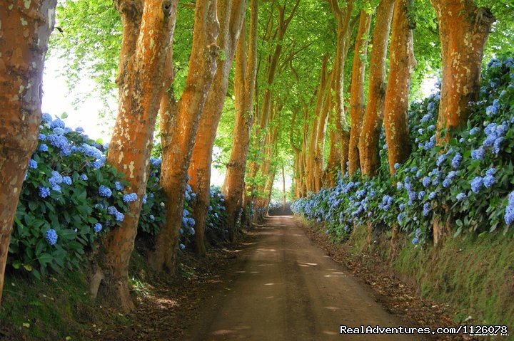 Povoacao | Shore Excursions With Greenzone | Image #14/25 | 