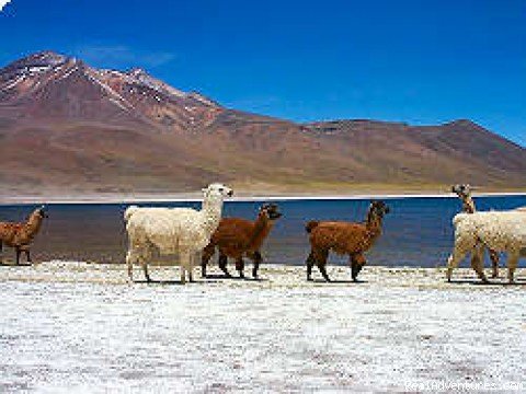 ATACAMA DESERT | Patagonian-desert-island In Chile | Image #4/4 | 