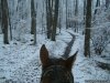 Scenic Guided Trail Rides Through The Pocono Woods | White Haven, Pennsylvania