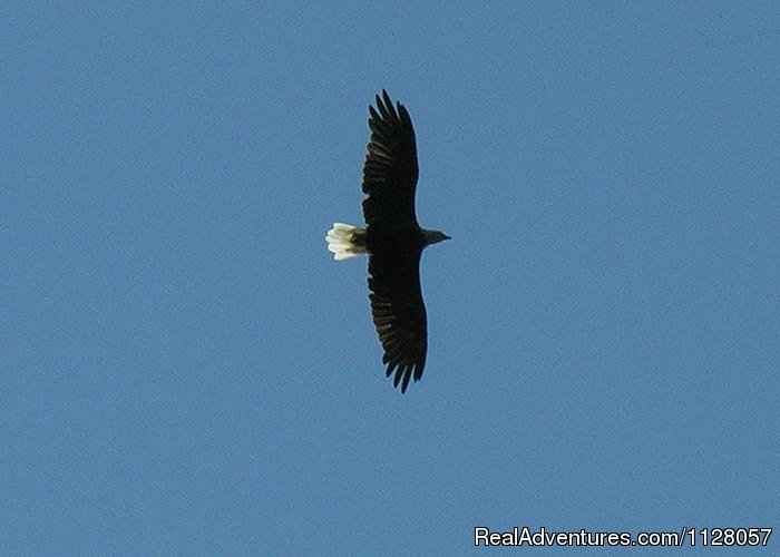 Eagle Watching Kayak Tours | Maryland Family Kayaking Tours and Snowshoeing | Image #2/12 | 