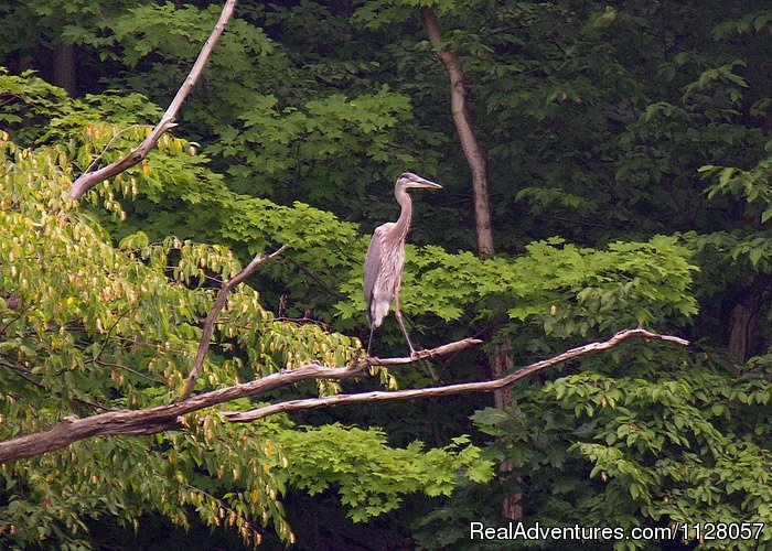 Wildlife Watching Tours | Maryland Family Kayaking Tours and Snowshoeing | Image #11/12 | 