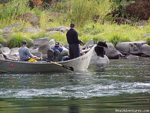 Bears on the Rogue