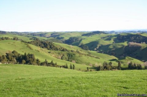 The farm near Kamahi Cottage