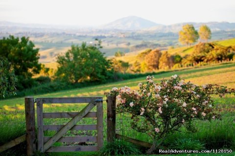 Golden evening views from Kamahi Cottage