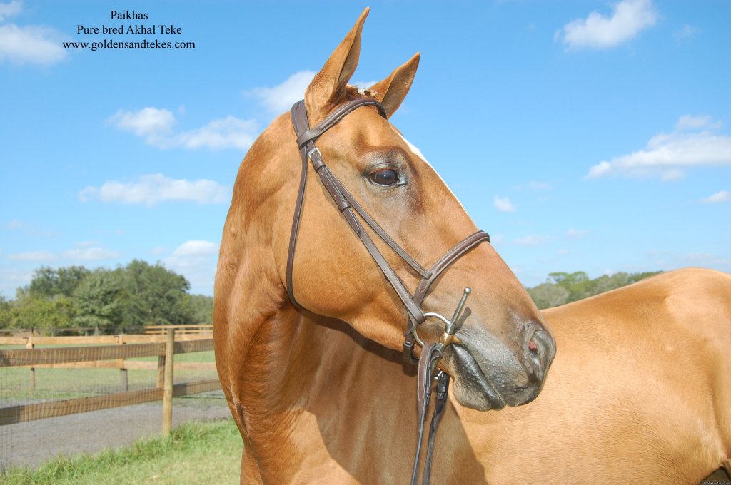 Photo #2 | Horse back vacation near Myakka National Park | Image #2/2 | 