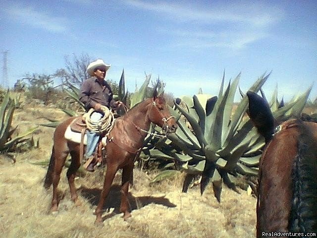 Photo #6 | Horse riding Holiday in Mexico | Image #6/7 | 