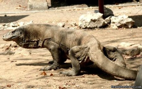 komodo the dragons in Indonesia