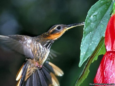 Hummingbird