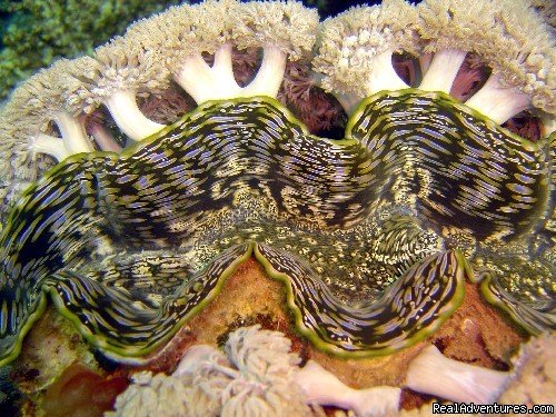 Colourful Red Sea | Diving In Dahab | Image #4/6 | 