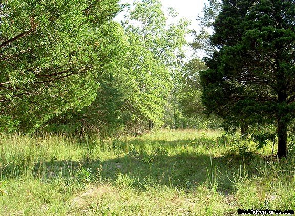 A Creek on One of Several Nice Camp Sites | Camping with hunting, ATV's, and horse trails | Springfield, Missouri  | Hiking & Trekking | Image #1/5 | 