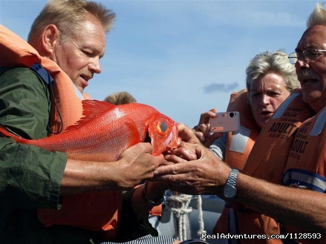 Some surprises on our tours | Azores A Prime Destination For Whale Watching | Image #15/20 | 