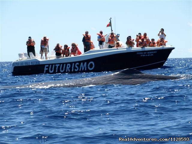 Song of Whale with a sperm whale  | Azores A Prime Destination For Whale Watching | Image #19/20 | 