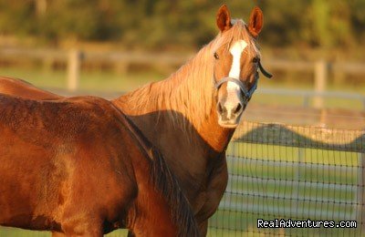 Deep Creek Stables An incredible riding experience | Image #2/8 | 