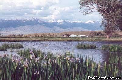 Spring View with Wild Irises | Riverfront Cabins on a Private 1400 acre ranch | Image #16/19 | 