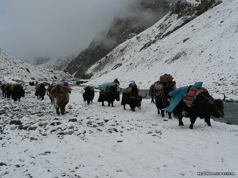 Yak carvan on Batura-Hunza | NORTH PAKISTAN ADVENTURE Trekking andTours | Image #4/12 | 