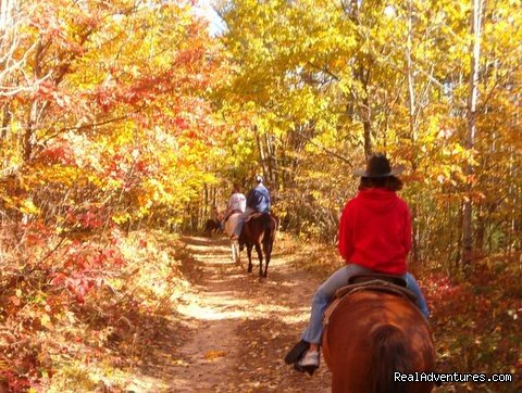 Gentle,well-trained Horses-horseback Adventures | Image #10/14 | 