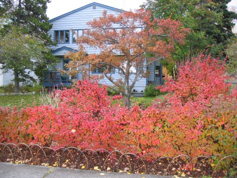 Google City Garden Alaska for reviews.