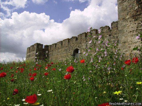 Castles in the poppie fields.. | Blue Coast Bikes Luxury Bike Tours in Portugal | Image #9/17 | 