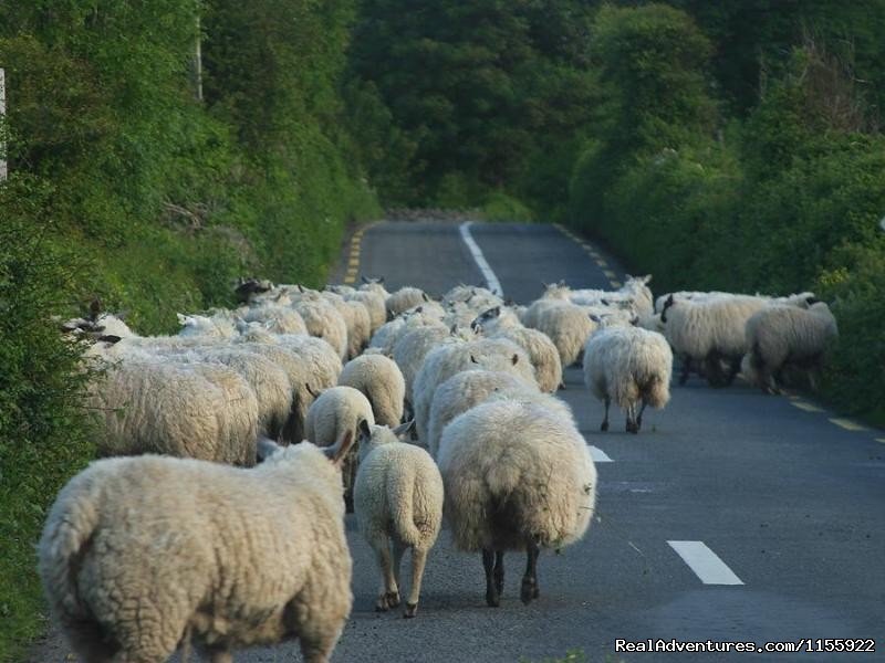 Connemara Day Tours | Image #14/17 | 