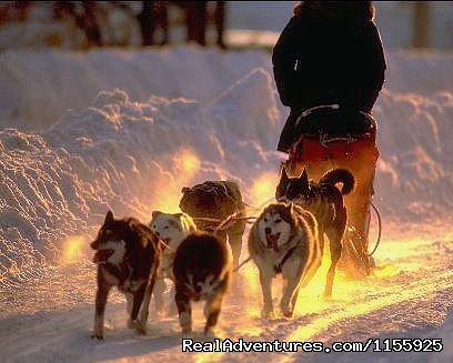 Fast trails, fun days | Dog Sledding Vacations & Dog Mushing Tours | Image #8/9 | 