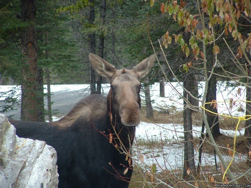 Frequent visitor | Cheechako Cabins, your Rocky Mountain Getaway | Image #5/8 | 