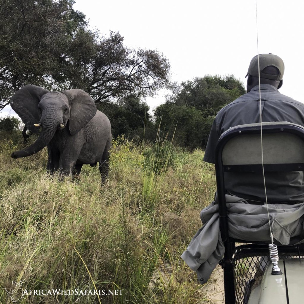 Get Up Close To Wildlife From Our Open Vehicles | Unique Small Group Photo Safari in South Africa | Image #9/12 | 