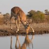 Unique Small Group Photo Safari in South Africa | Hoedspruit, South Africa