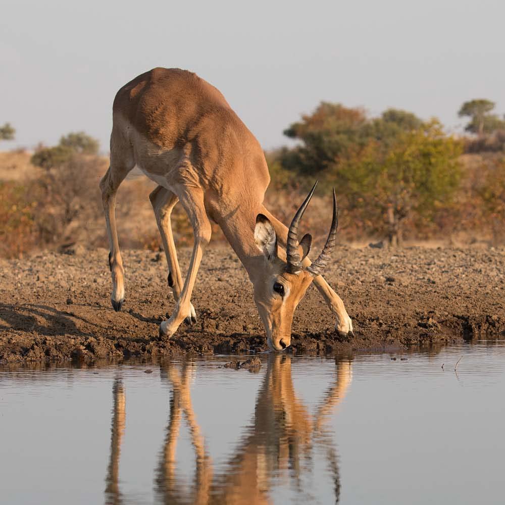 Unique Small Group Photo Safari in South Africa | Hoedspruit, South Africa | Wildlife & Safari Tours | Image #1/12 | 