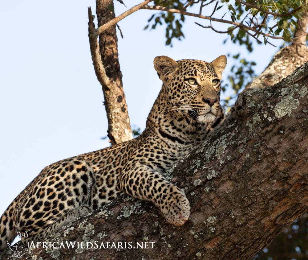 Unique Small Group Photo Safari in South Africa | Image #5/12 | 