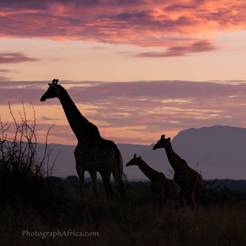 Unique Small Group Photo Safari in South Africa | Image #6/12 | 