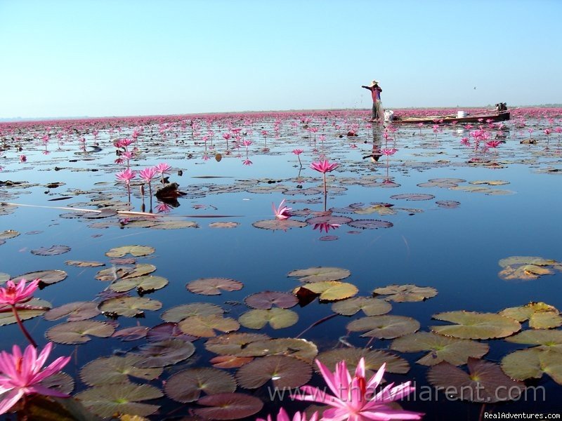 Location near Green Gecko | GREEN GECKO off the beaten track in Thailand | Image #10/10 | 