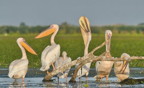 White Pelican