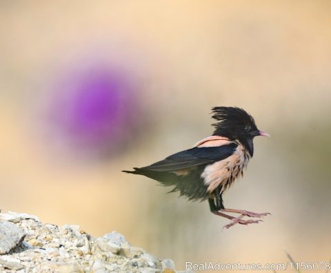 Rose Starling