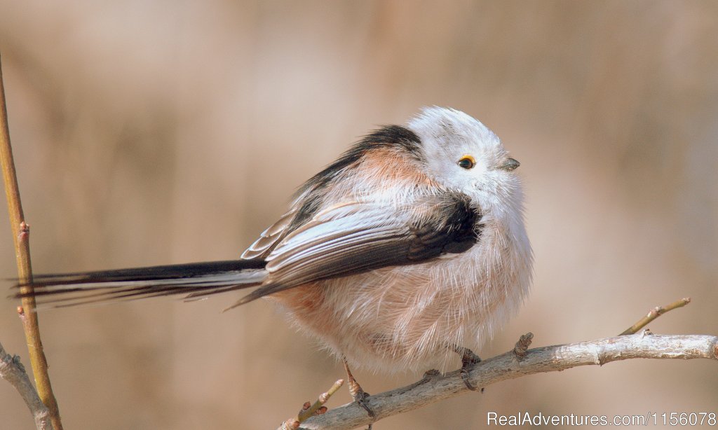 Long Tailed Tit | Eco Tours-birdwatching | Image #7/23 | 