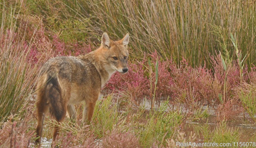 Golden Jackal | Eco Tours-birdwatching | Image #18/23 | 