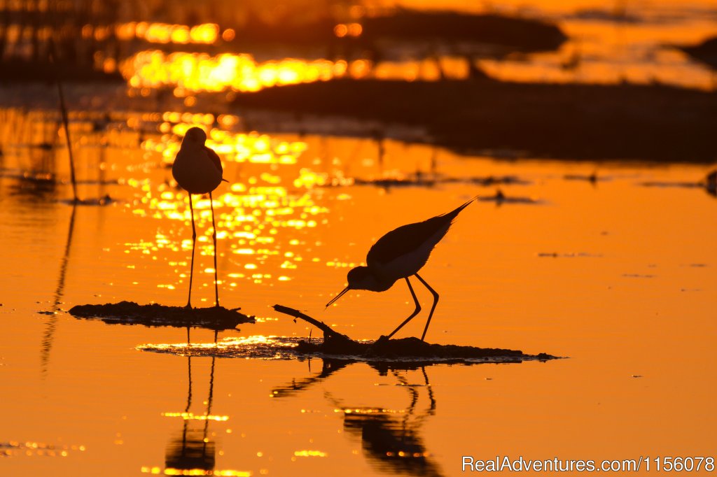 Eco Tours-birdwatching | Image #23/23 | 